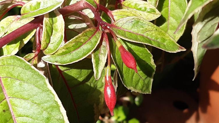 Fuchsia Tom West