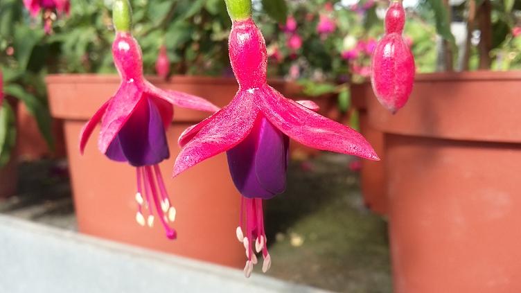 Fuchsia Vielliebchen