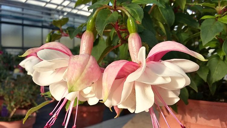 Fuchsia Vrens Aimeé