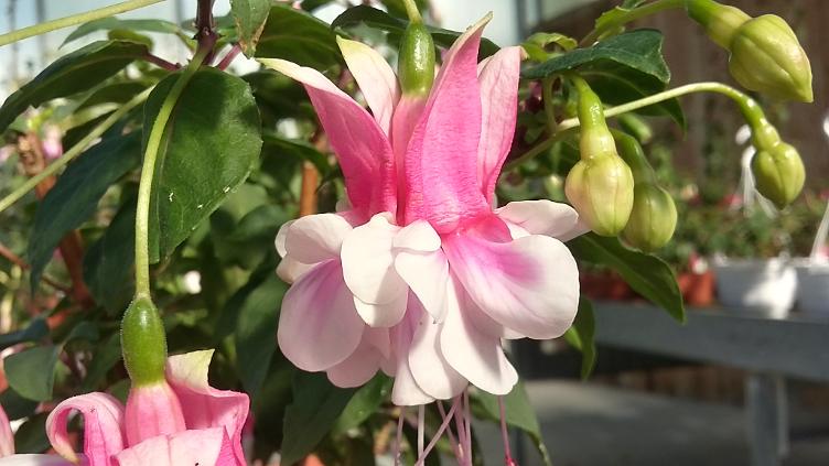 Fuchsia Vrens Alte Liebe