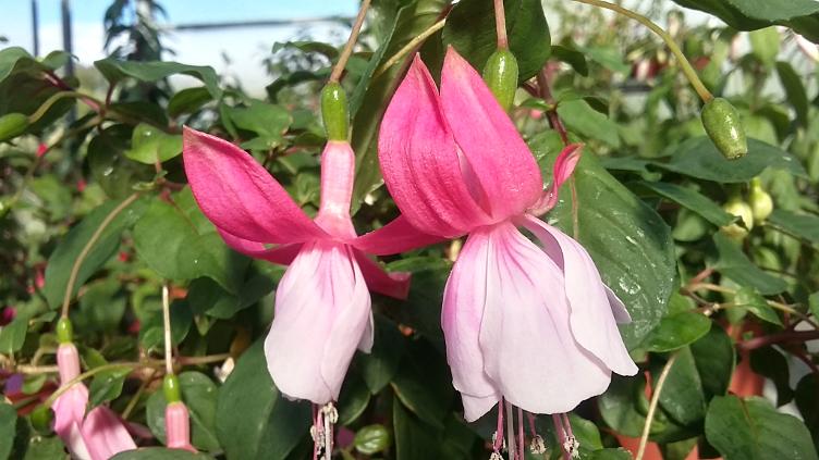 Fuchsia Vrens Andeli
