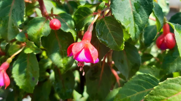 Fuchsia Vrens Anna Lena