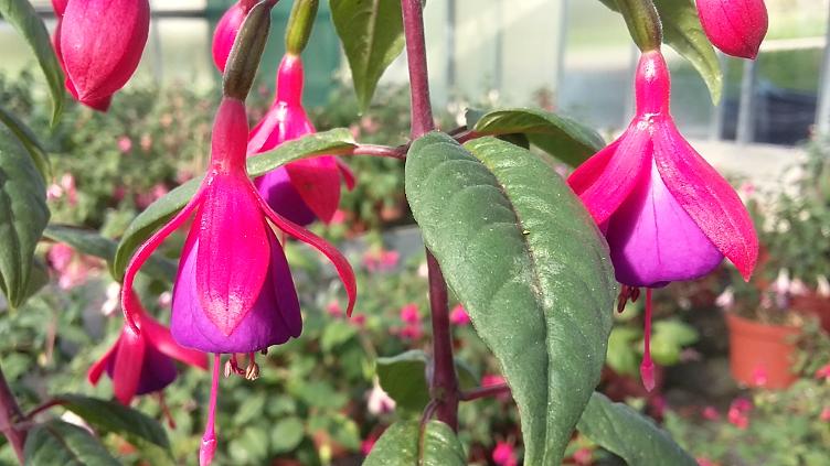 Fuchsia Vrens Bajazzo
