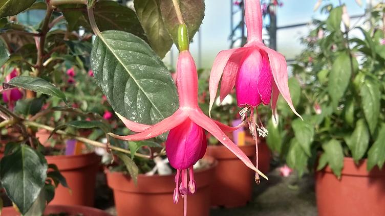 Fuchsia Vrens Chef