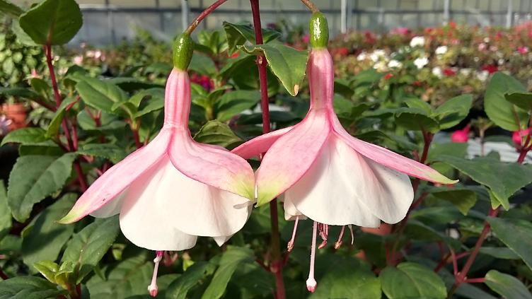 Fuchsia Vrens Eggmatt