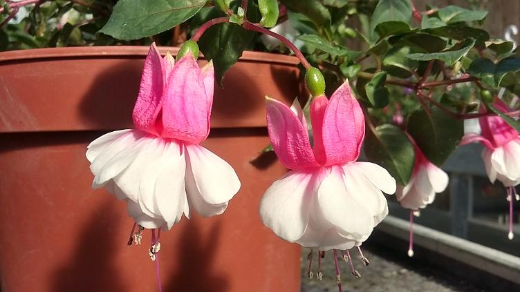 Fuchsia Vrens Euro 08