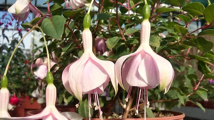 Fuchsia Vrens Gletscherbruch