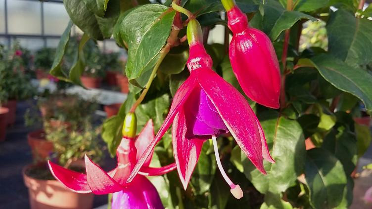 Fuchsia Vrens Hof