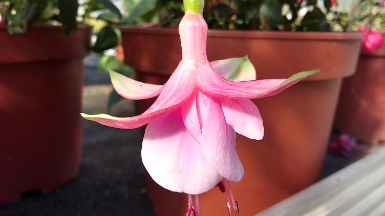 Fuchsia Vrens Holzmatt