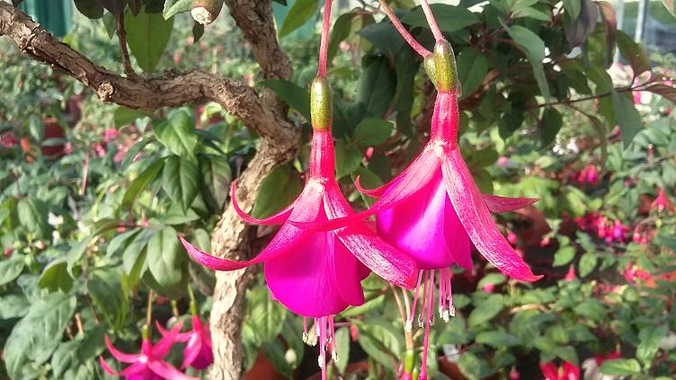 Fuchsia Vrens Hueb