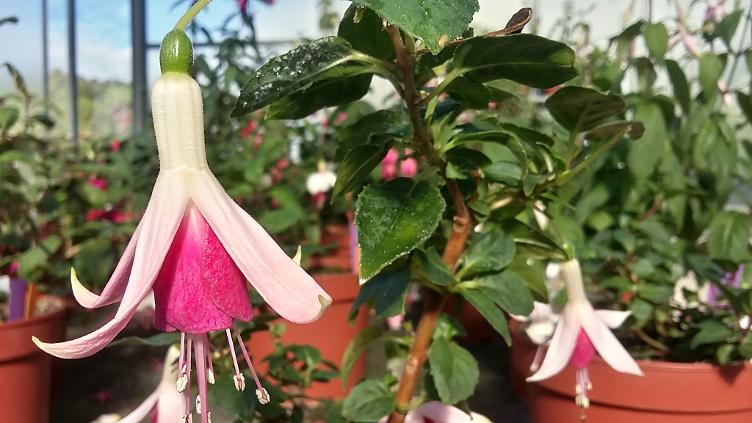 Fuchsia Vrens Jael