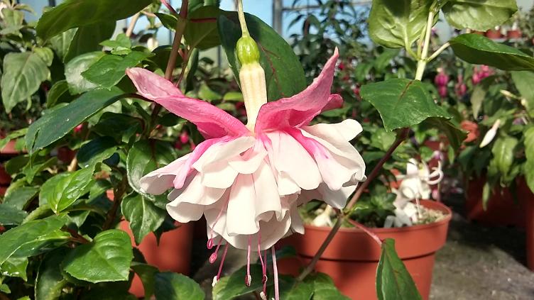 Fuchsia Vrens Joy