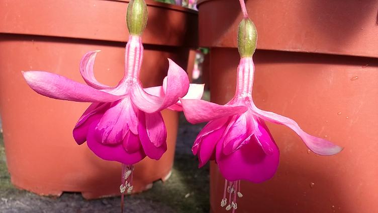 Fuchsia Vrens Larida