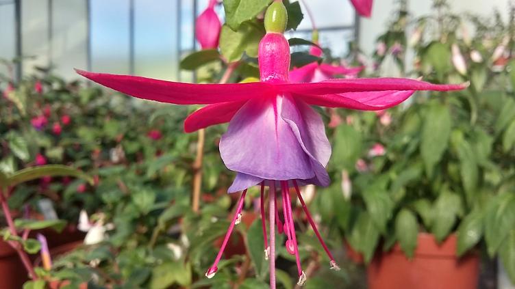 Fuchsia Vrens Louisa