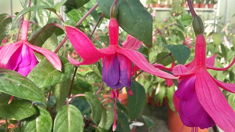 Fuchsia Vrens Martina