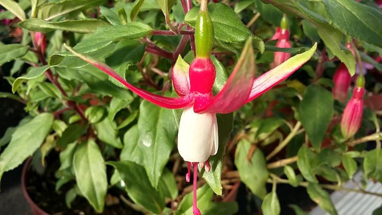 Fuchsia Vrens Nelly