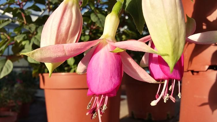 Fuchsia Vrens Neumatt