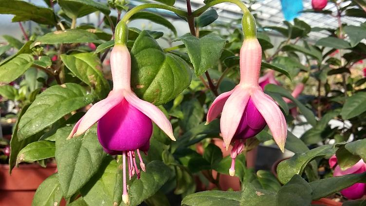 Fuchsia Vrens Purpur Pearl