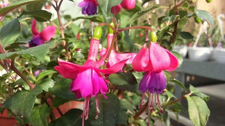 Fuchsia Vrens Rigi