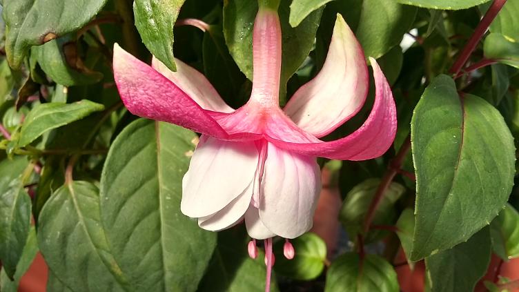 Fuchsia Vrens Rosette