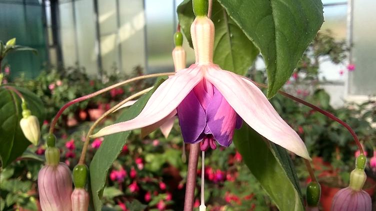 Fuchsia Vrens Roy