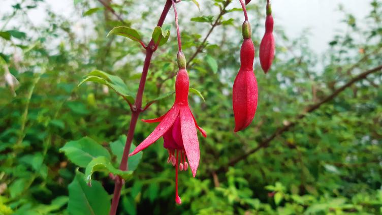 Fuchsia Waldis Polaris