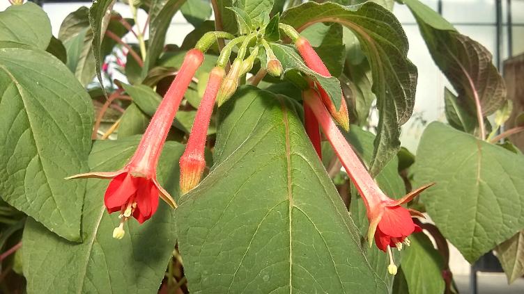 Fuchsia Waldis Speziella