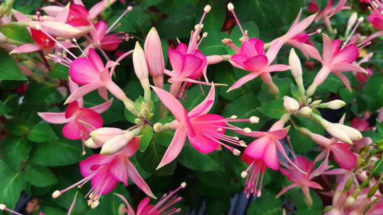 Fuchsia WALZ Jubelteen
