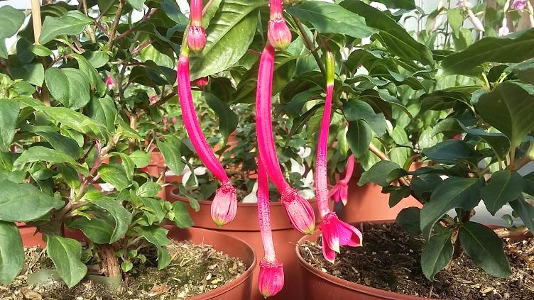 Fuchsia WALZ Tuba