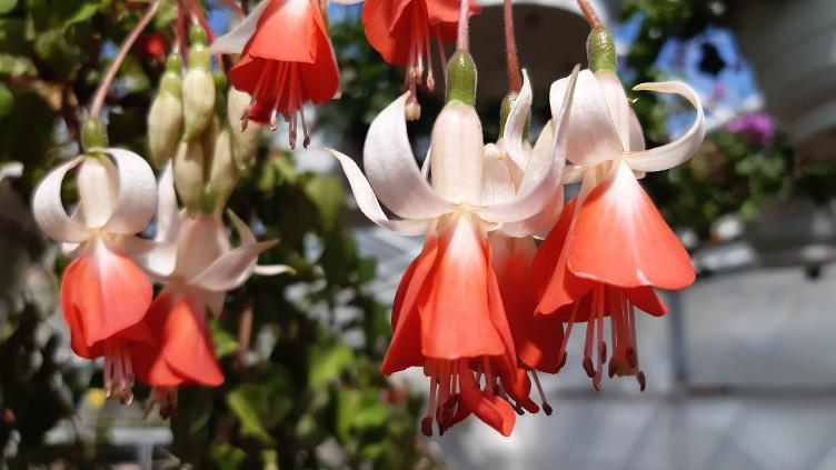 Fuchsia Wattenpost