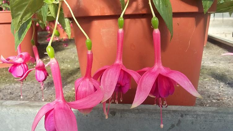 Fuchsia Welsh Dragon