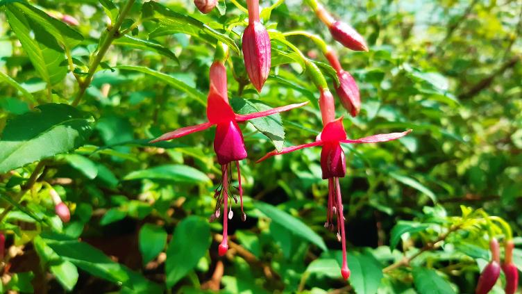 Fuchsia Whiteknigts Amethyst