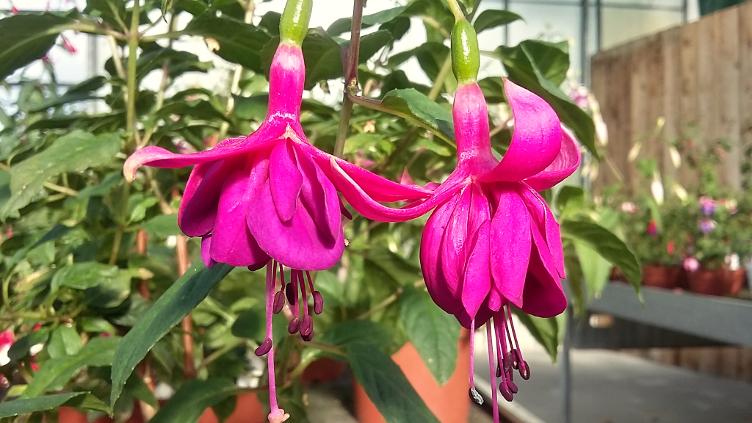 Fuchsia Willhelm Tell