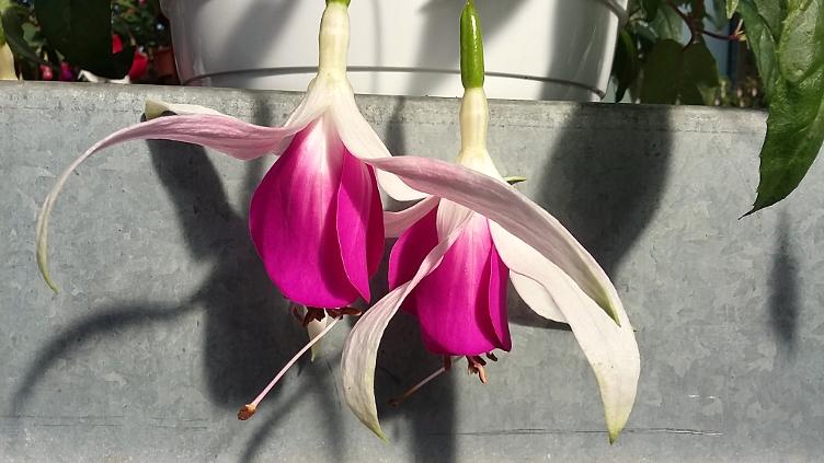 Fuchsia Windhapper