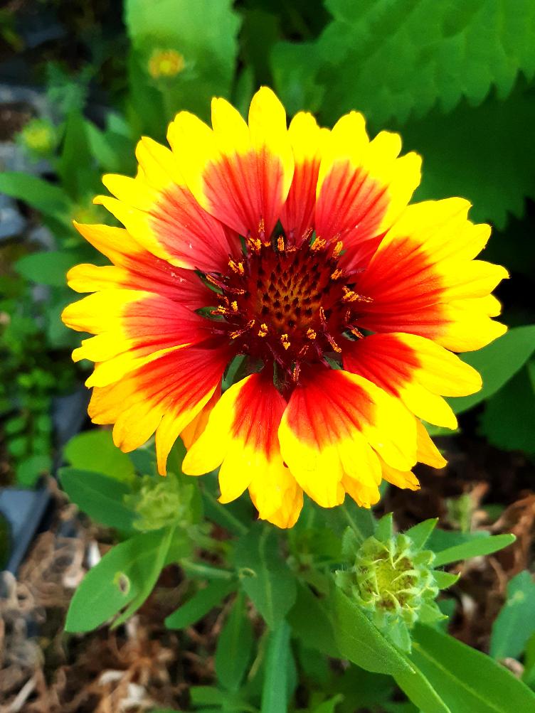 Gaillardia arisata `Kobold`