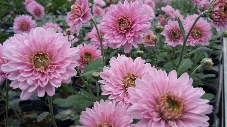 Garten-Chrysantheme Rosa von Schwanden