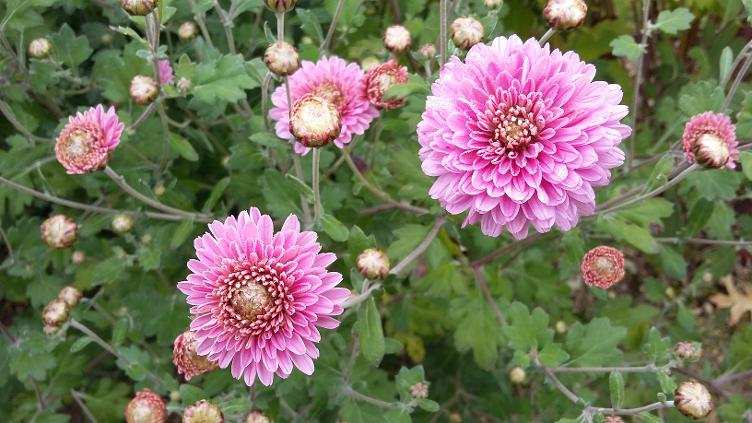 Garten-Chrysantheme Rosa von Schwanden - 0