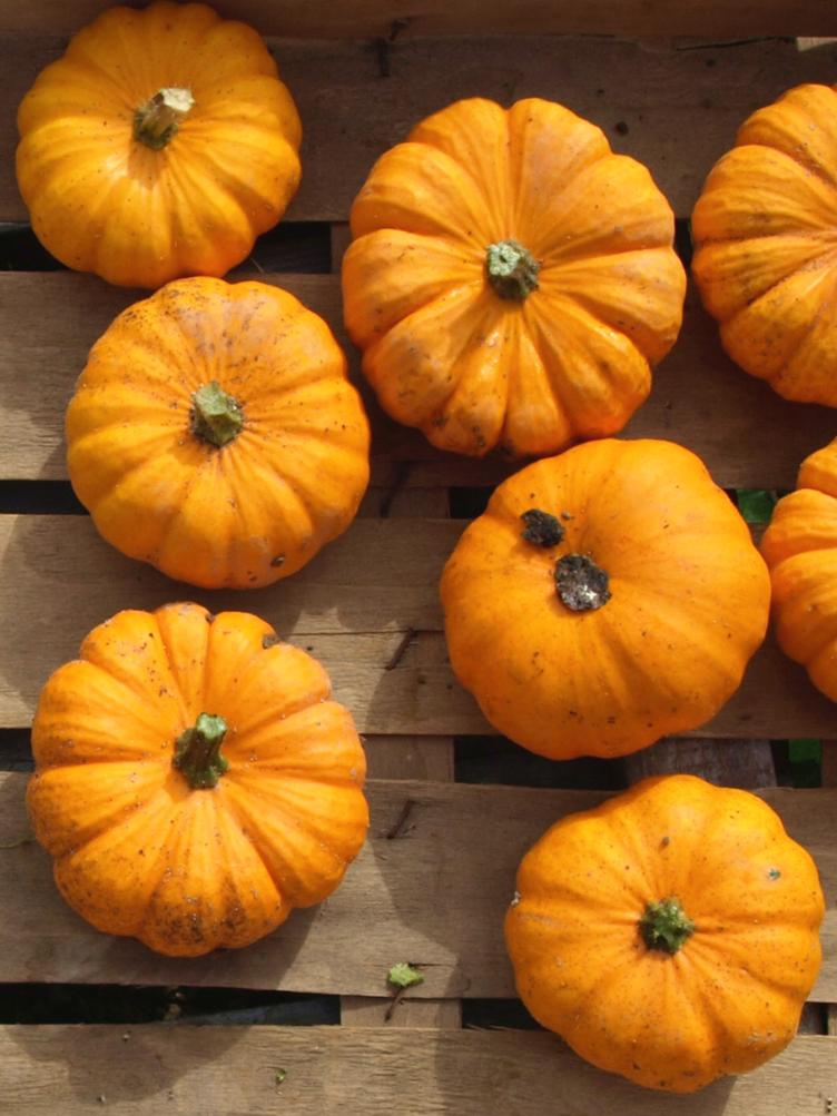 Gartenkürbis Jack be Little