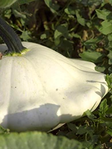 Gartenkürbis Patisson weiss
