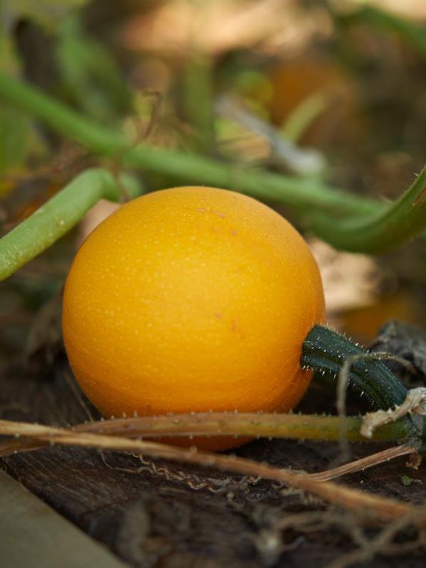 Gartenkürbis Pomme d`Or