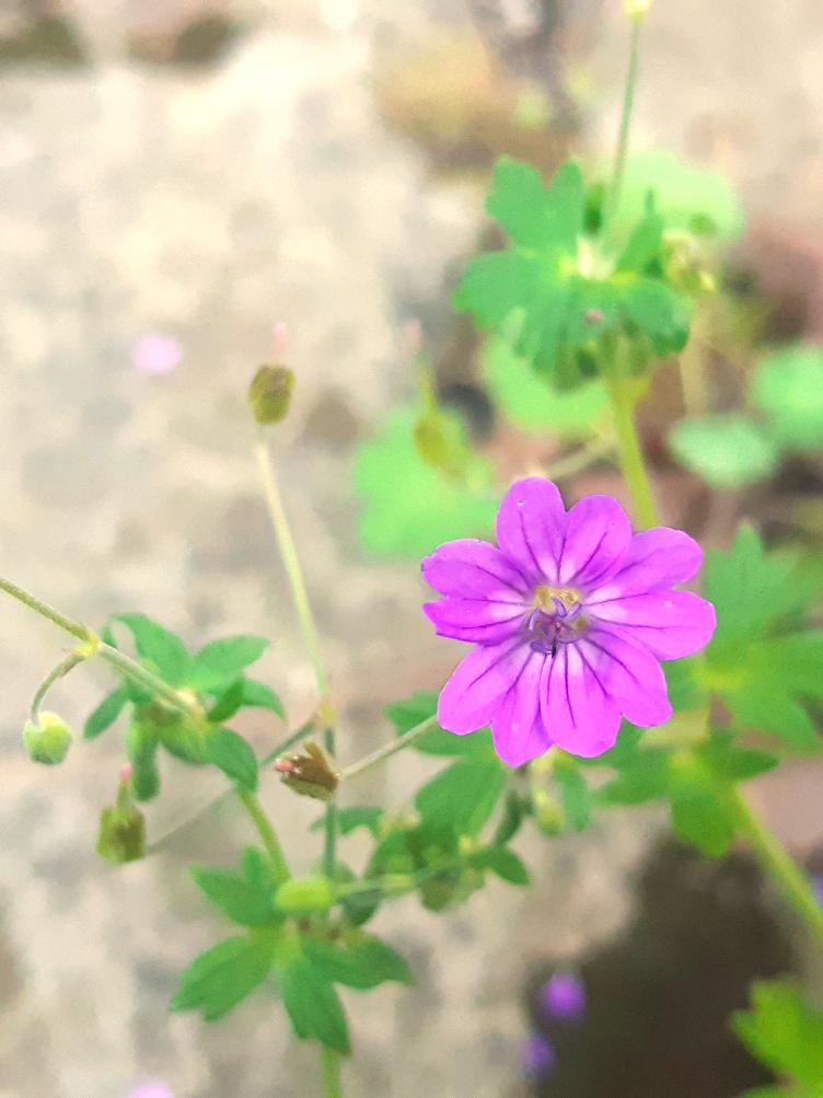 Geranium pyrenaicum