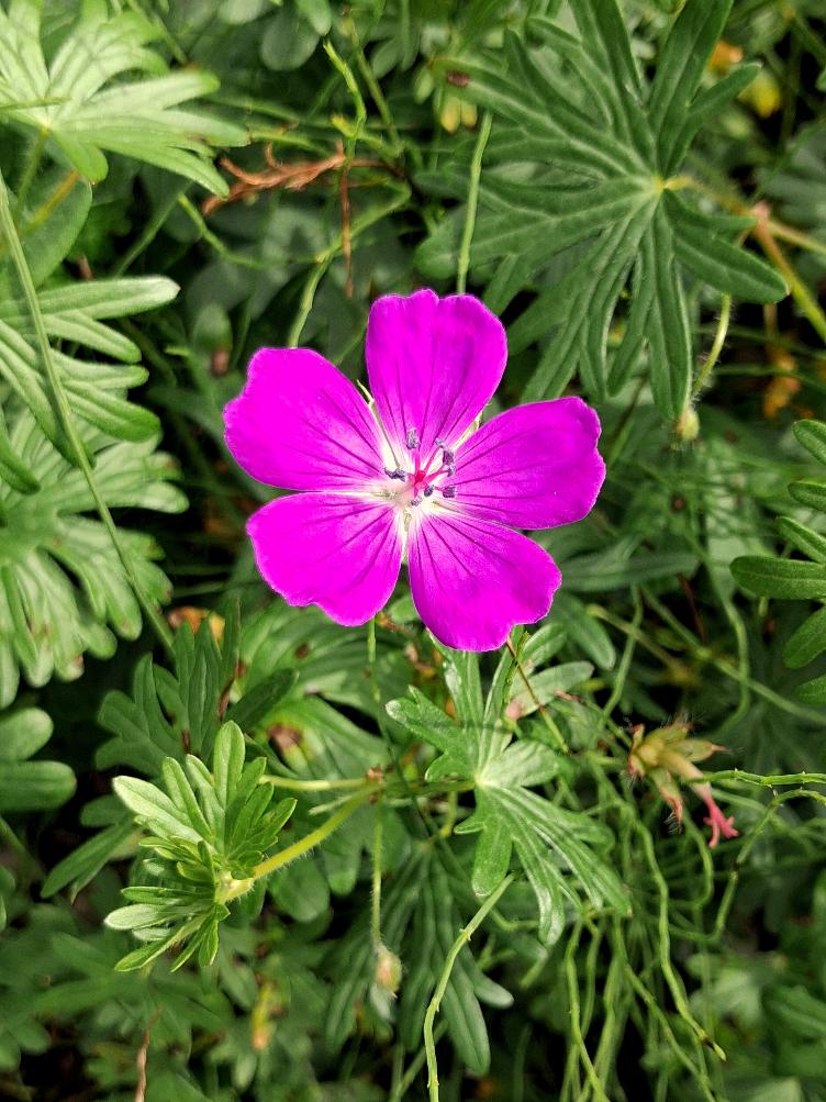 Geranium sanguineum