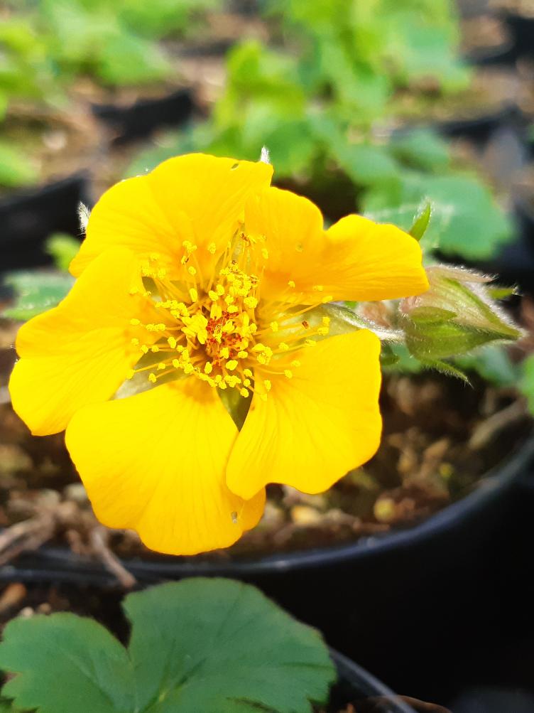 Geum x heldreichii `Georgenberg`
