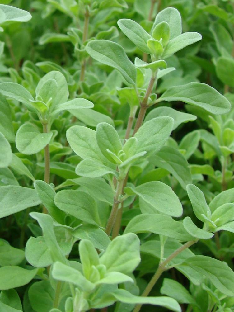 Gewöhnlicher Majoran