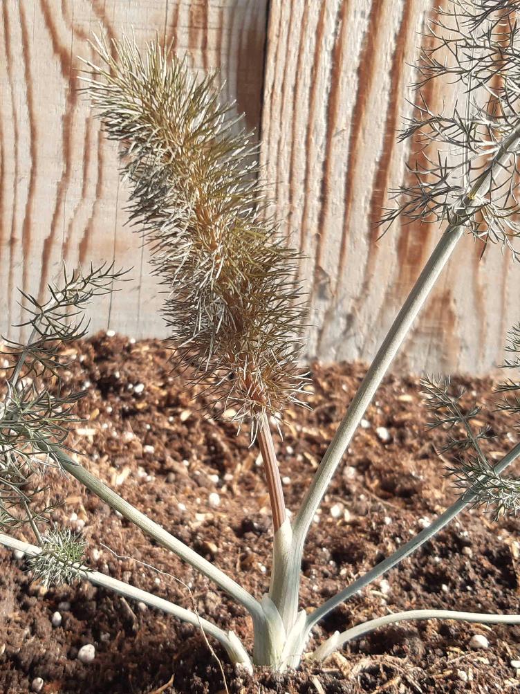 Gewürzfenchel rotblättriger