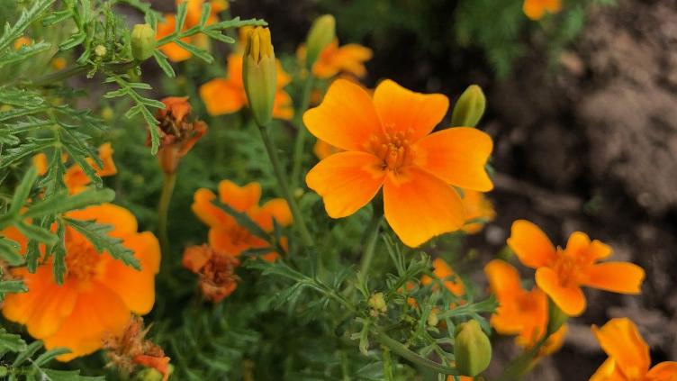 Gewürztagetes Luna Orange