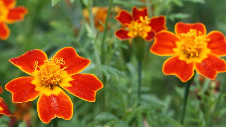 Gewürztagetes Luna Rot