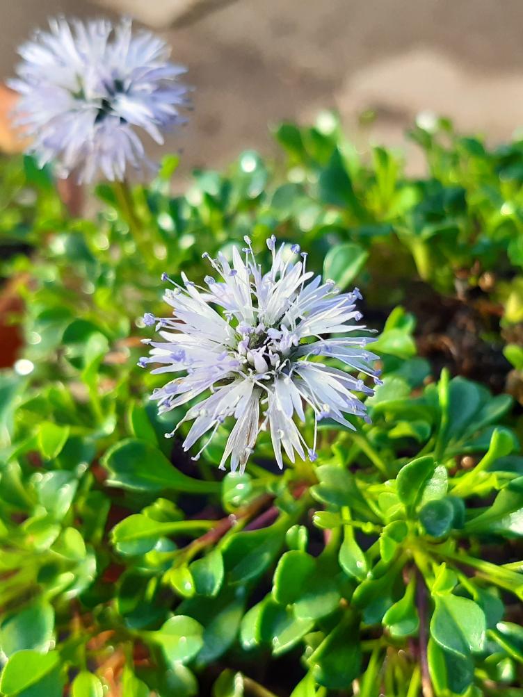 Globularia cordifolia `Kleiner St. Bernhard`