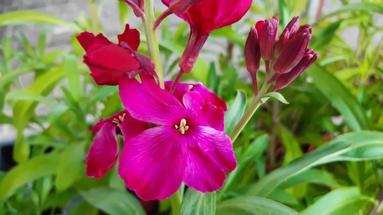 Goldlack Giant Pink