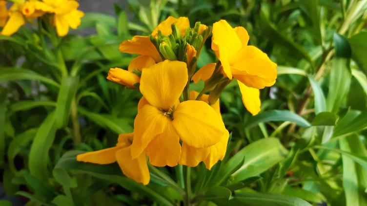 Goldlack Golden Bedder